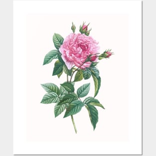 Pink Rose Flowers with Green Leaves Posters and Art